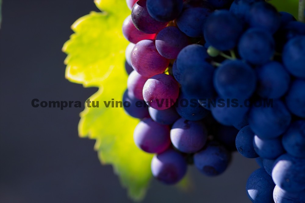 Tempranillo, la uva noble de España