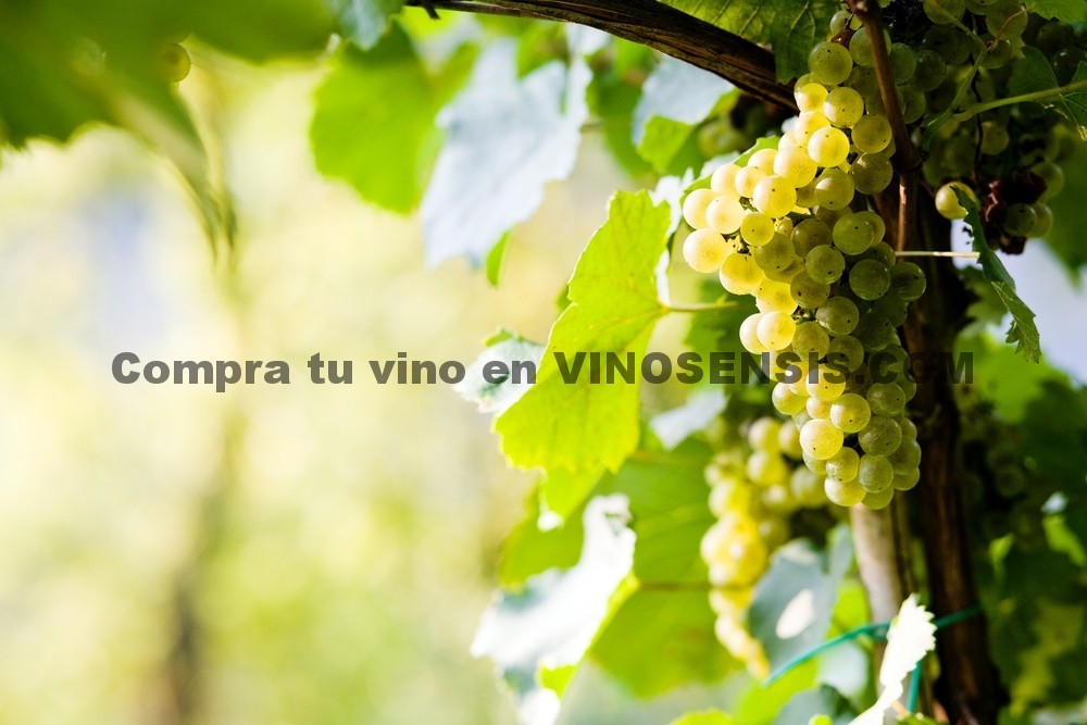 Viognier, uva blanca de vinos finos