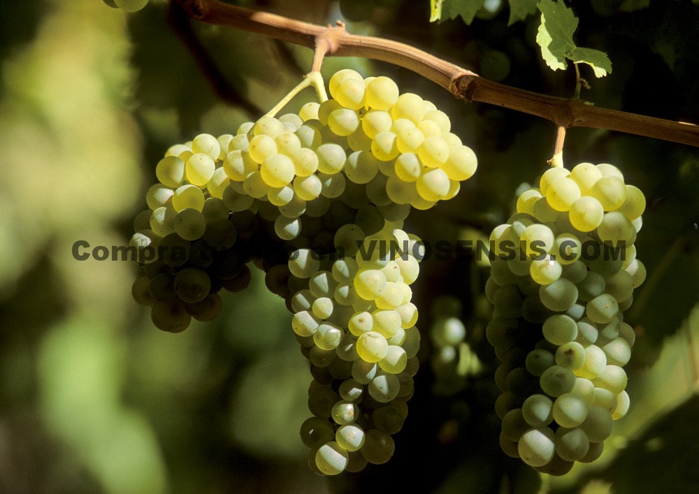 La Airén, uva blanca de mayor superficie plantada