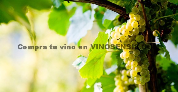 Aromas de las uvas Blancas