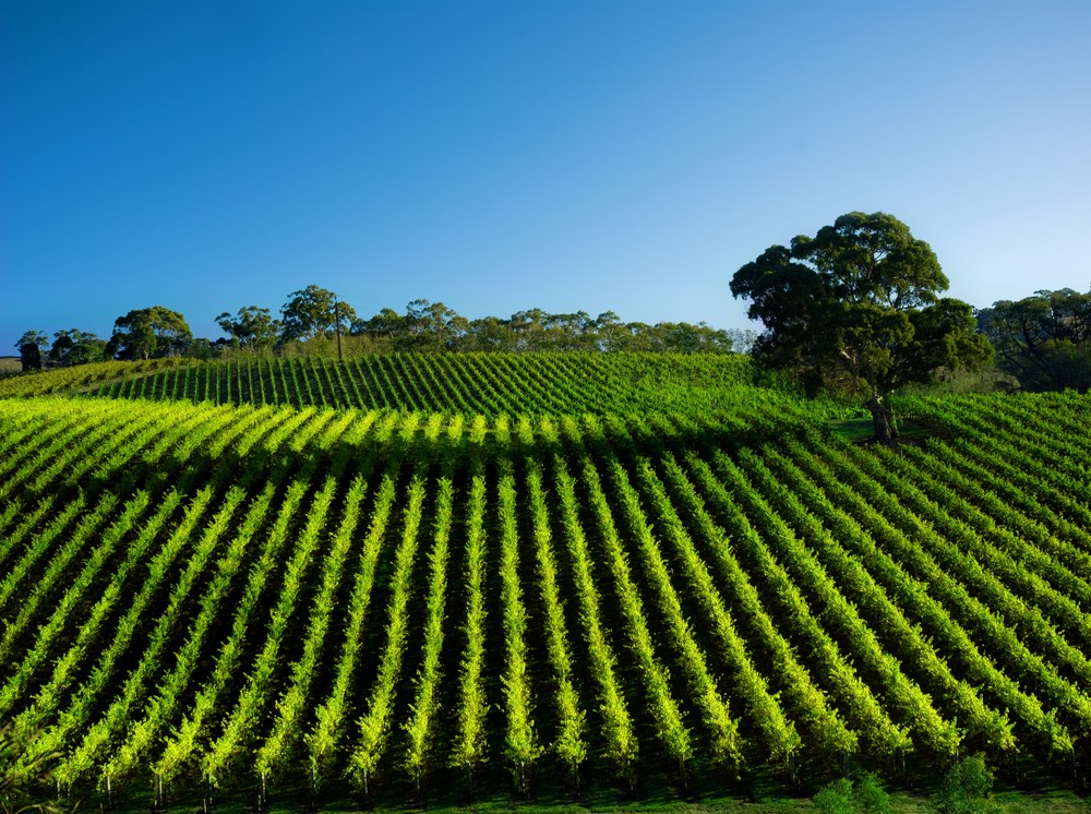 VINOS DE PAGO – ¡Que no te la peguen!