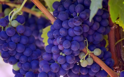 9 Uvas famosas de España